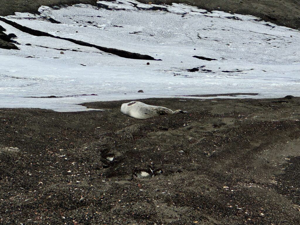 Our Atlas Ocean Voyages Antarctica Cruise Was Not What We Expected