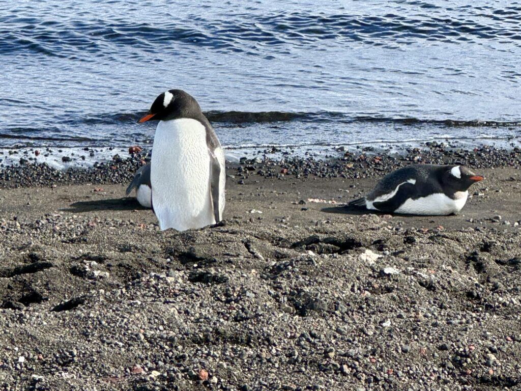 Our Atlas Ocean Voyages Antarctica Cruise Was Not What We Expected