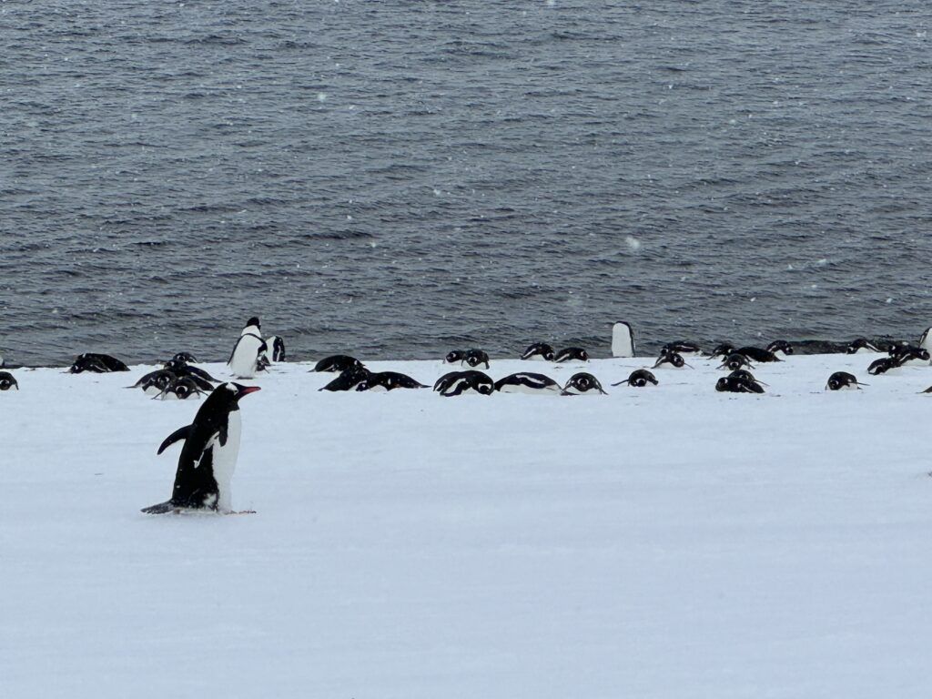 Our Atlas Ocean Voyages Antarctica Cruise Was Not What We Expected