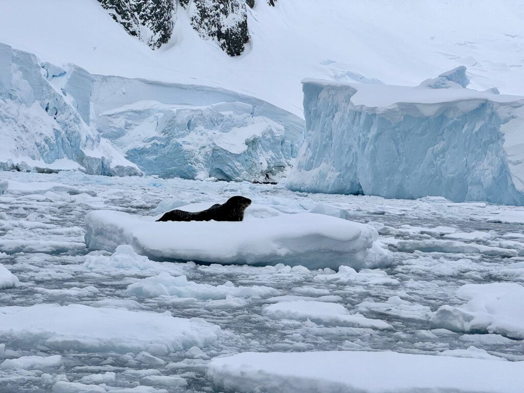 Our Atlas Ocean Voyages Antarctica Cruise Was Not What We Expected